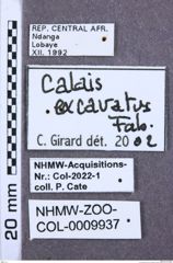 Etiketten zu Propsephus mutatus (NHMW-ZOO-COL-0009937)